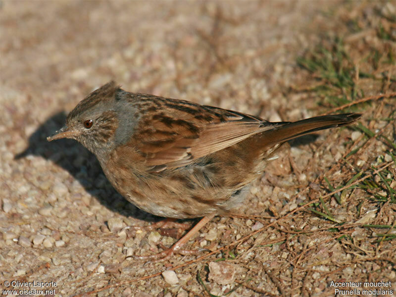 Accenteur mouchet