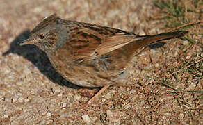 Dunnock