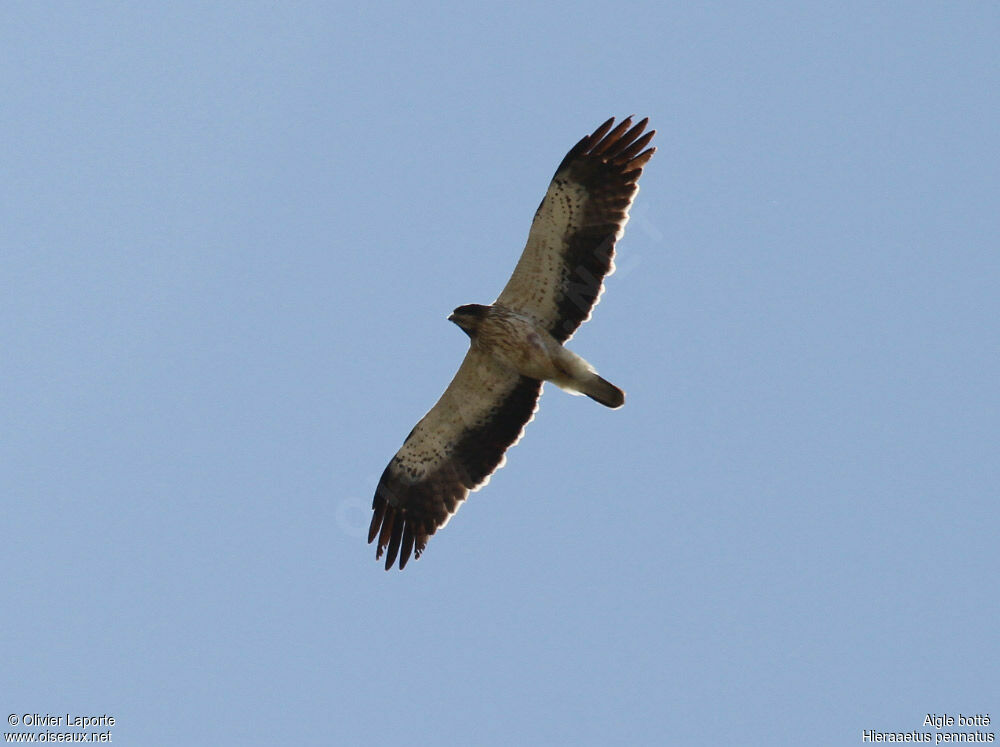 Aigle bottéadulte, Vol