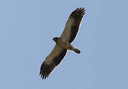 Booted Eagle