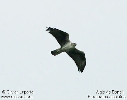 Aigle de Bonelliadulte