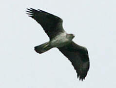 Aigle de Bonelli