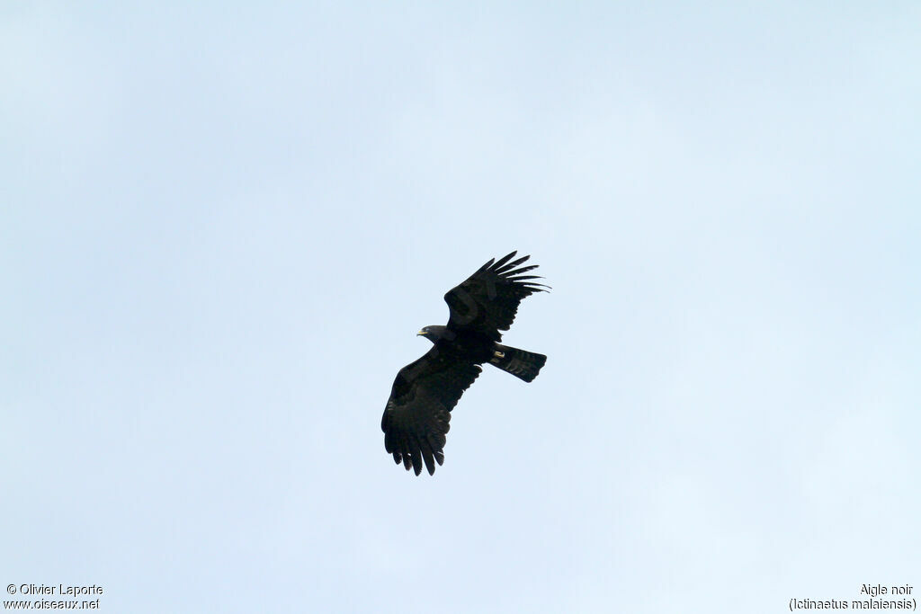 Black Eagle, Flight