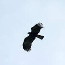 Aigle noir