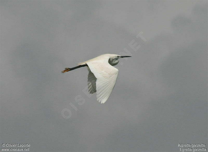 Aigrette garzette