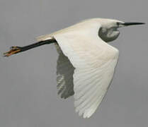 Aigrette garzette