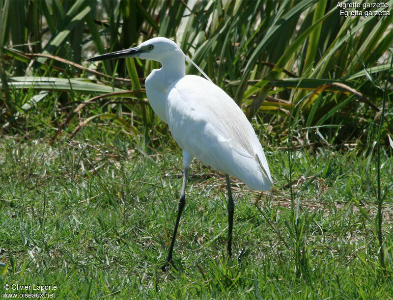 Aigrette garzette