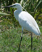 Aigrette garzette