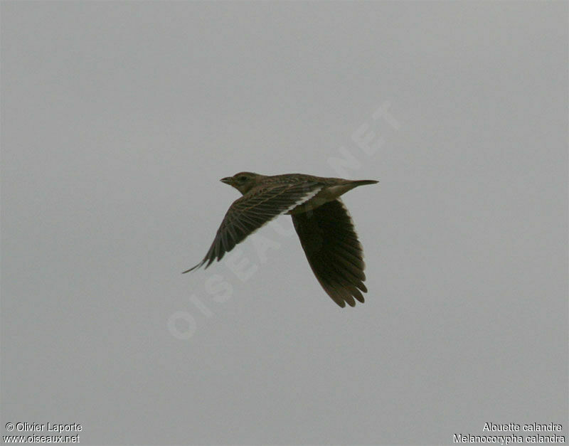 Alouette calandre, identification, Vol, chant