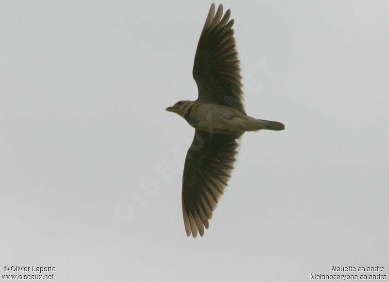 Alouette calandre, identification, Vol, chant