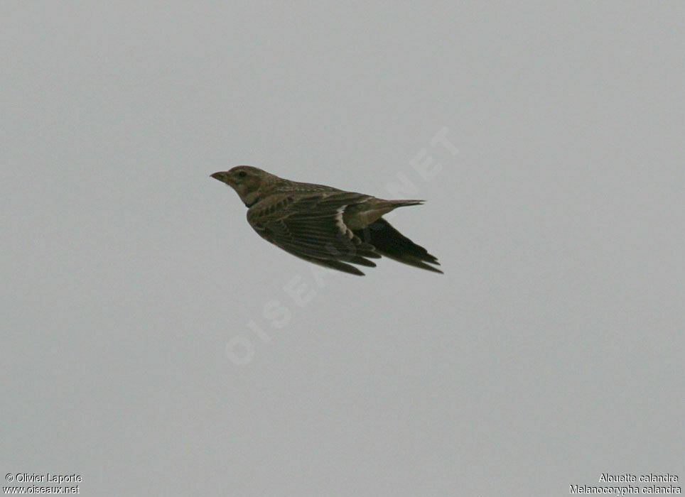 Calandra Lark, Flight