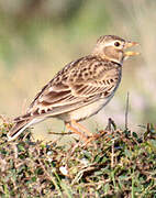 Calandra Lark