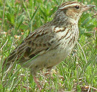 Woodlark