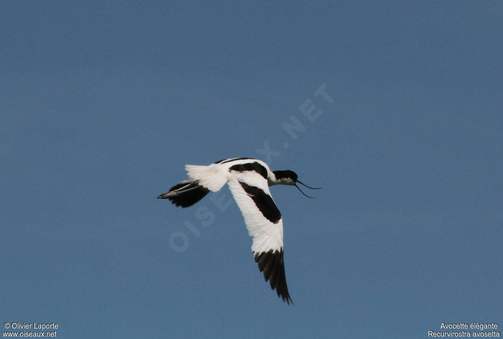 Pied Avocet, Behaviour