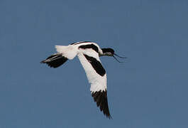 Pied Avocet