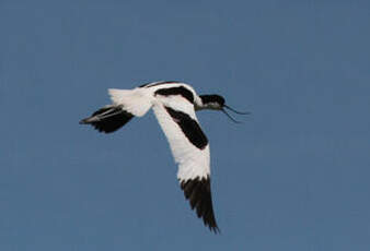 Avocette élégante