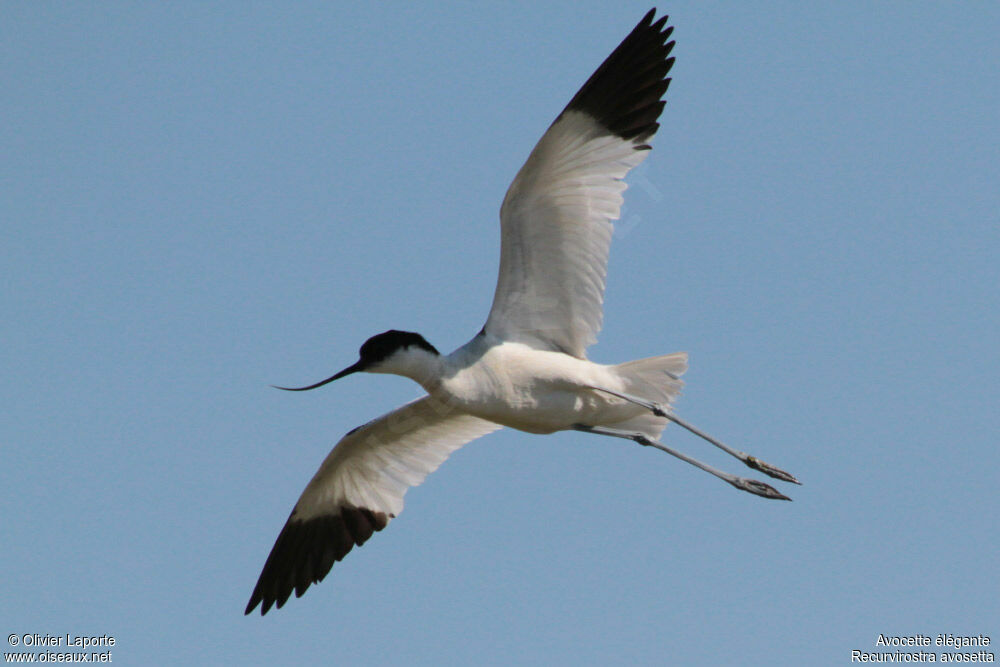 Avocette élégante