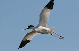 Avocette élégante