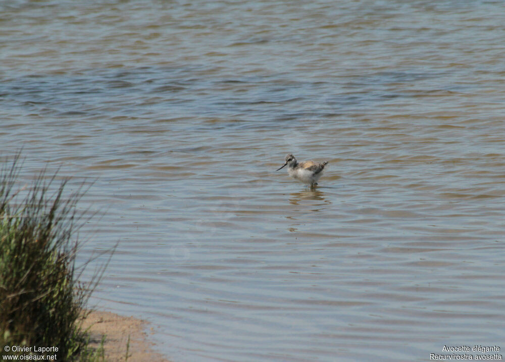 Avocette élégante