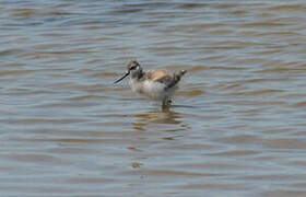 Pied Avocet