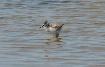 Avocette élégante
