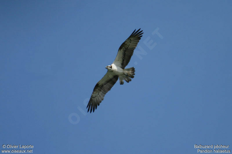 Osprey, Flight