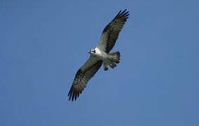 Western Osprey