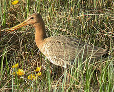 Black-tailed Godwit