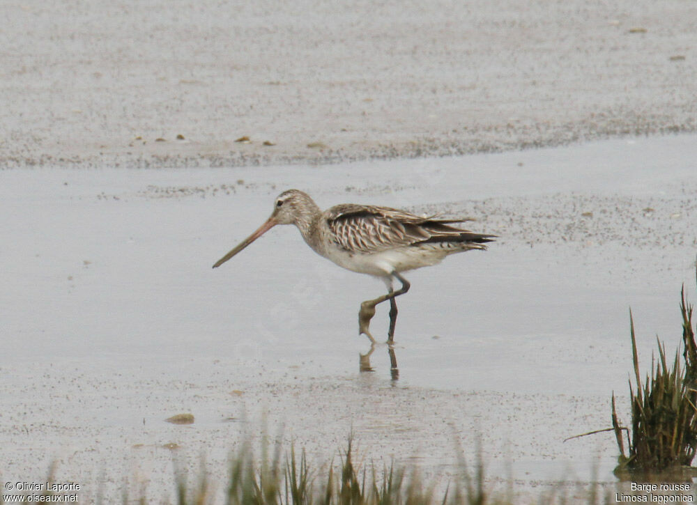 Bar-tailed Godwit