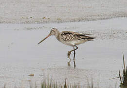 Bar-tailed Godwit