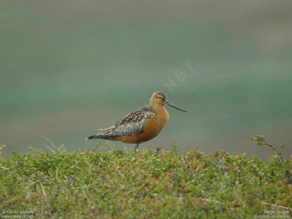 Bar-tailed Godwit male