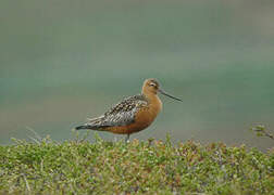 Bar-tailed Godwit