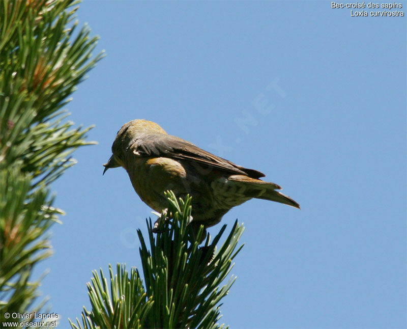 Bec-croisé des sapins