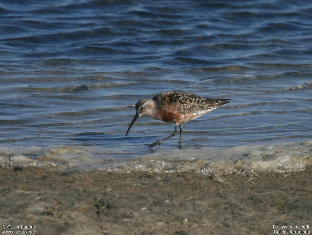 Curlew Sandpiperadult, identification