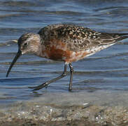 Curlew Sandpiper