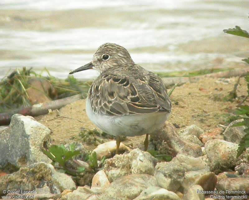 Bécasseau de Temminckadulte nuptial, identification