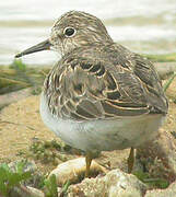 Temminck's Stint