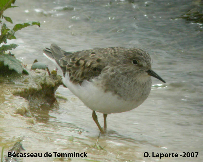 Temminck's Stintadult breeding