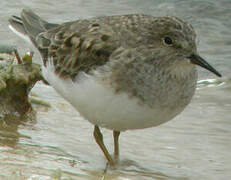 Temminck's Stint