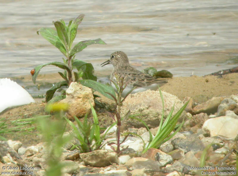 Temminck's Stint