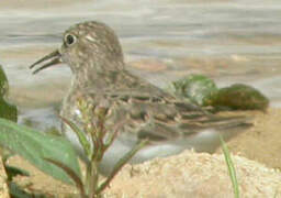 Temminck's Stint