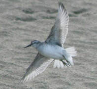 Red Knot