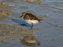 Little Stint