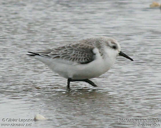 Sanderlingadult post breeding