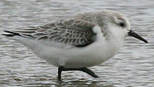 Bécasseau sanderling