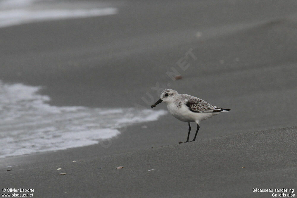 Sanderling