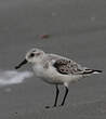 Bécasseau sanderling