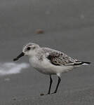 Bécasseau sanderling