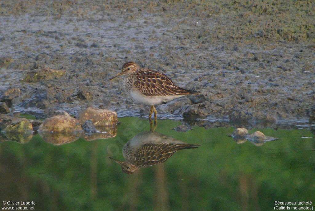 Pectoral Sandpiperimmature