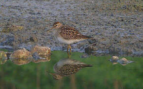 Pectoral Sandpiper